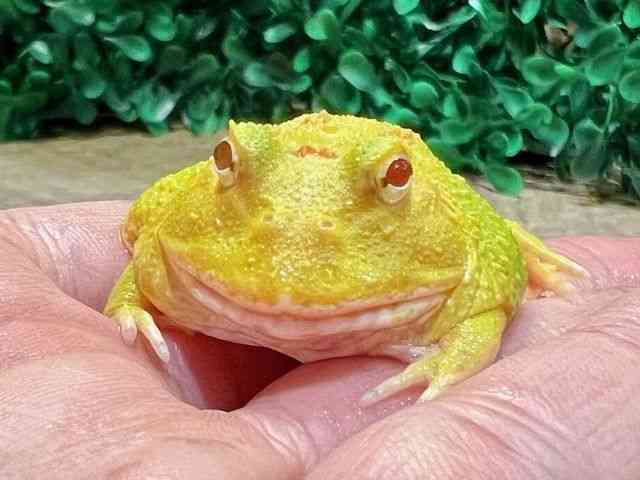 NEFcmKG