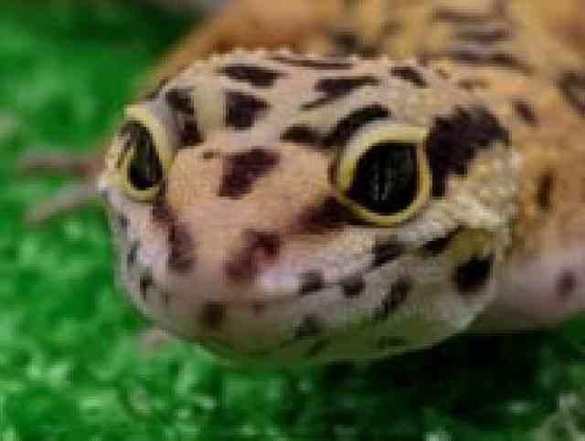 qEgJQhL