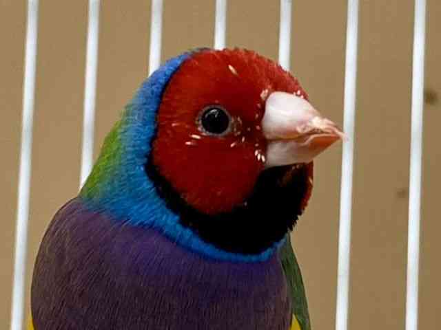 RL`E