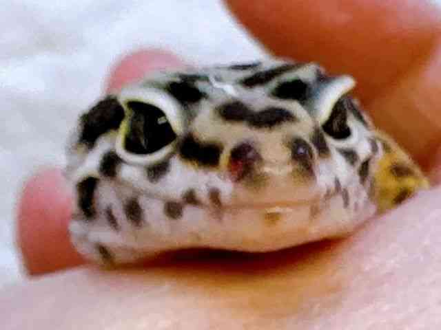 qEgJQhL