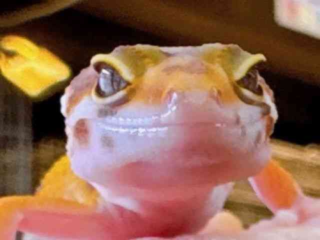 qEgJQhL