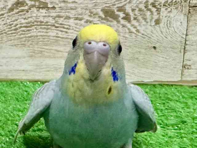 ZLZCCR