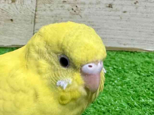 ZLZCCR