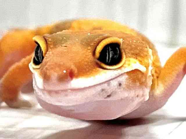 qEgJQhL