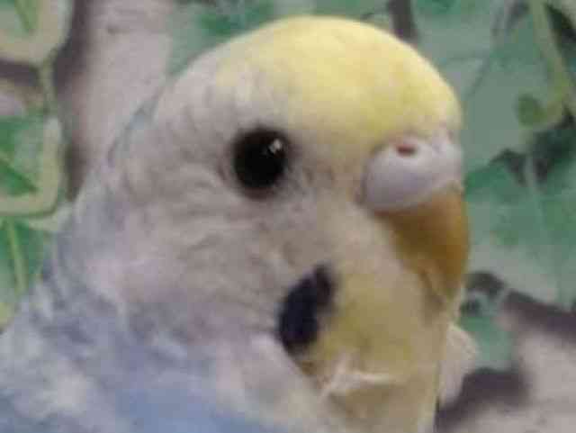 ZLZCCR