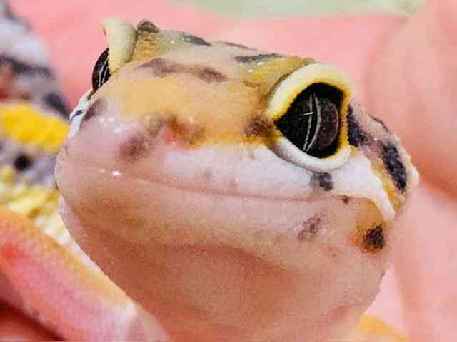 qEgJQhL