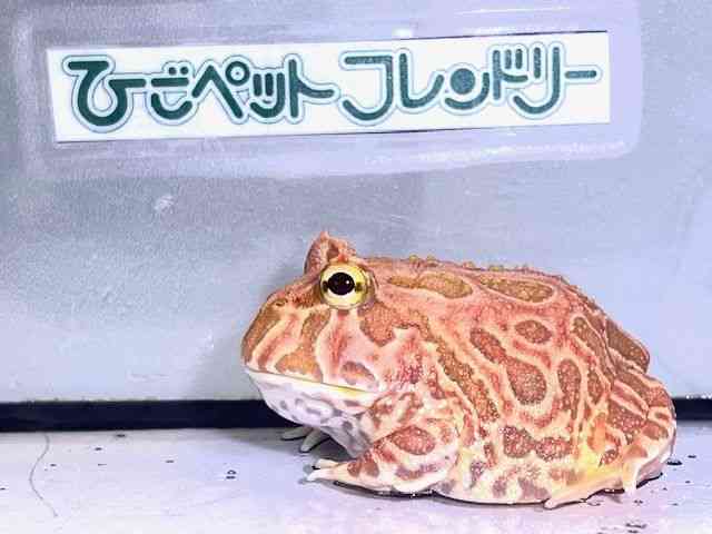 NEFcmKG