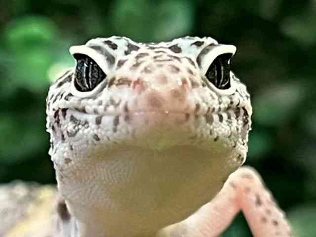 qEgJQhL