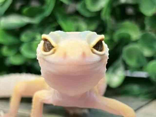 qEgJQhL