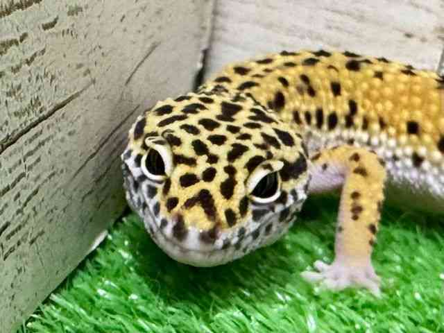 qEgJQhL
