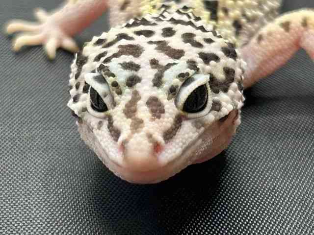 qEgJQhL
