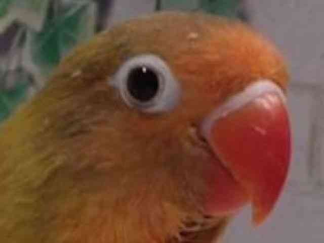 {^CR