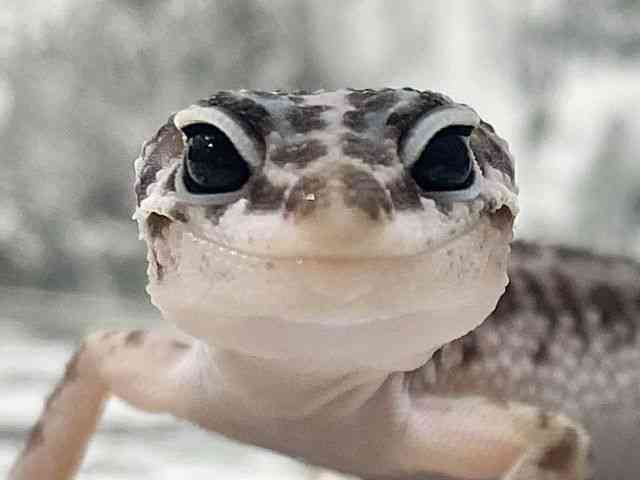 qEgJQhL