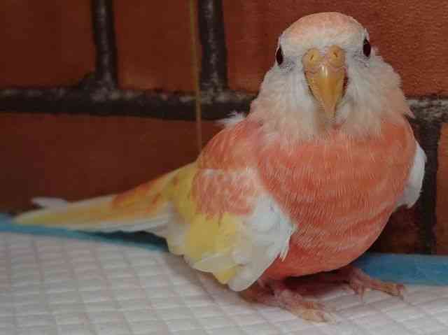 ALNTCR