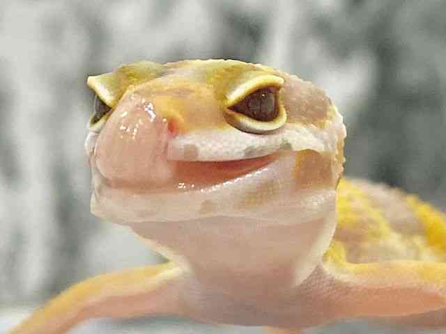 qEgJQhL