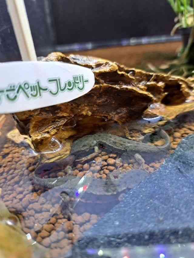 AJnC