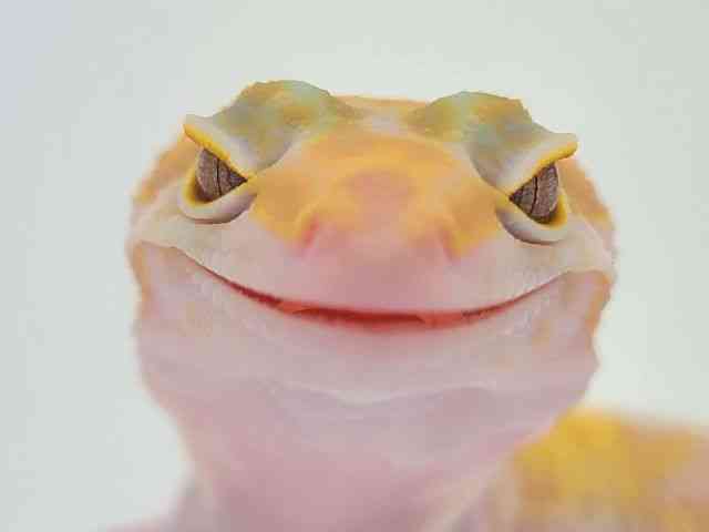 qEgJQhL