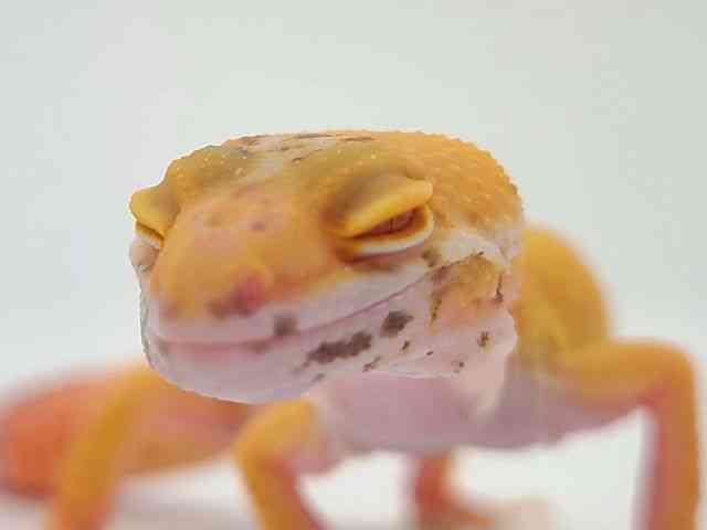 qEgJQhL