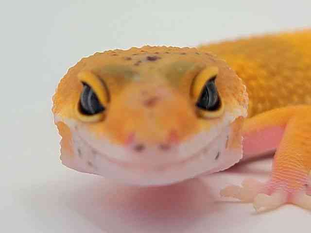 qEgJQhL