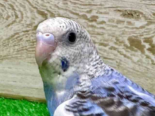 ZLZCCR