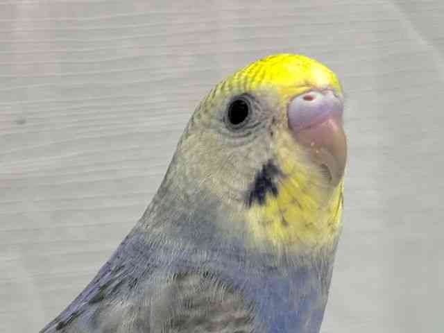 ZLZCCR