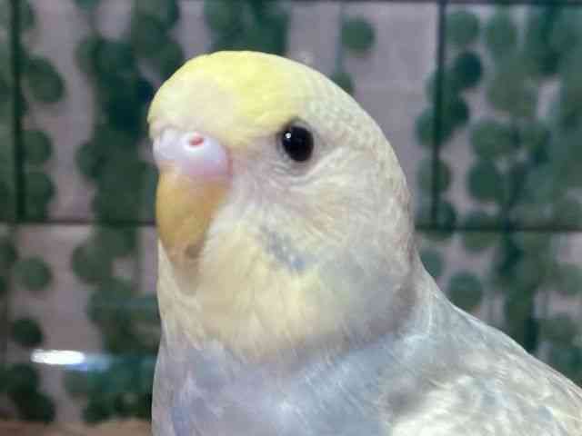ZLZCCR