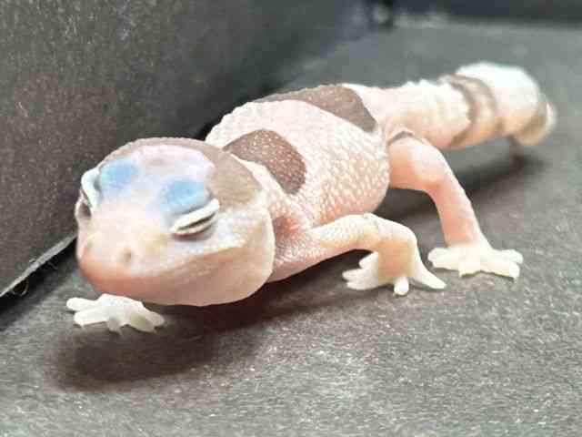 jVAtJgJQhL