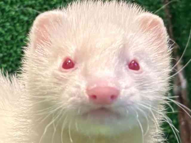 }[V