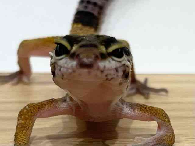 qEgJQhL