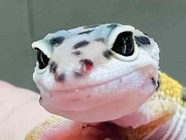 qEgJQhL