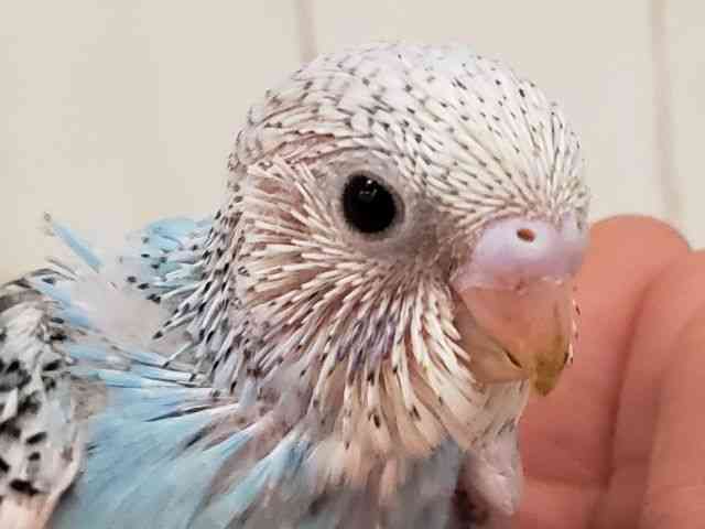 ZLZCCR