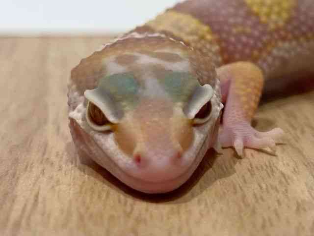 qEgJQhL