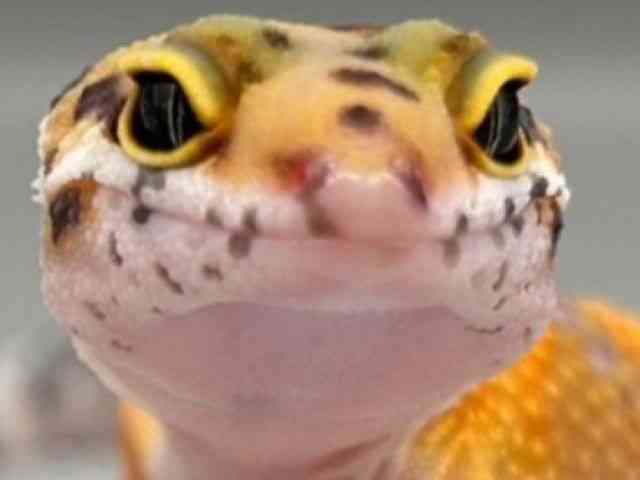 qEgJQhL