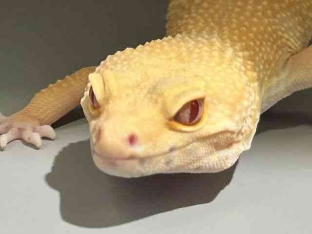 qEgJQhL