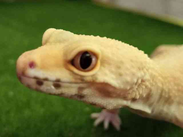qEgJQhL