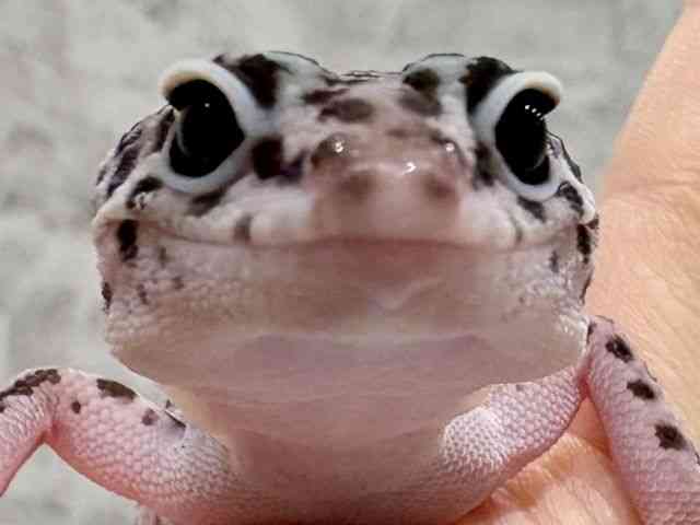 qEgJQhL