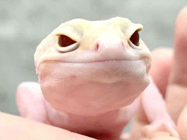 qEgJQhL