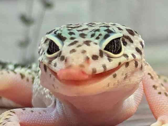 qEgJQhL