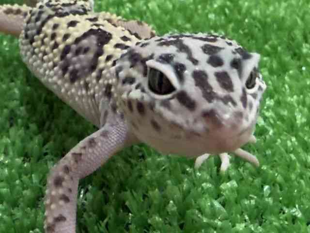 qEgJQhL