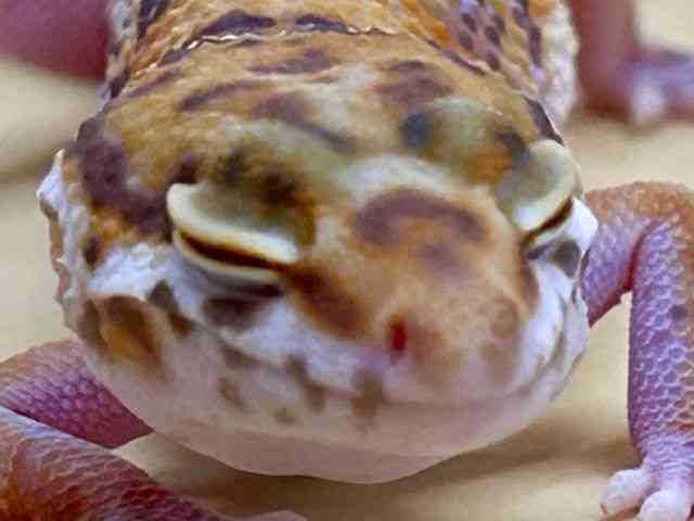 qEgJQhL