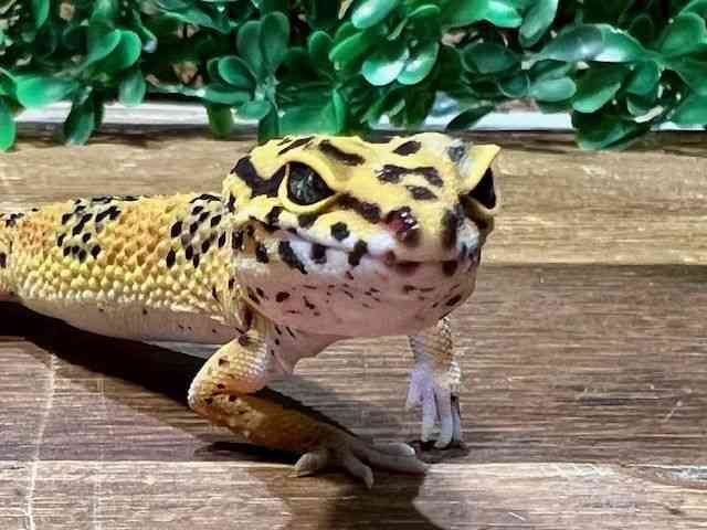 qEgJQhL