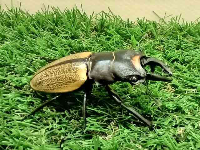 OY