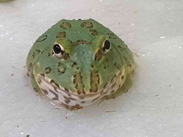 cmKGȋj