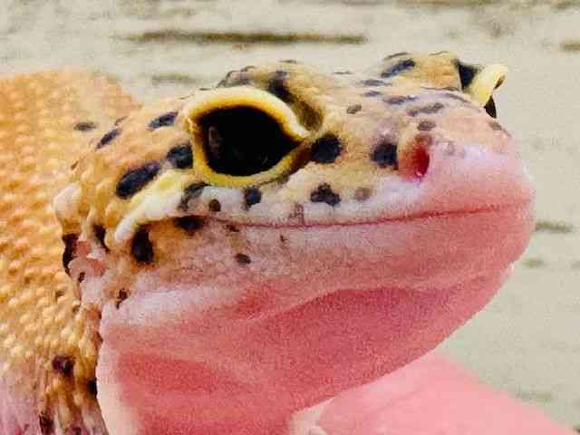 qEgJQhL