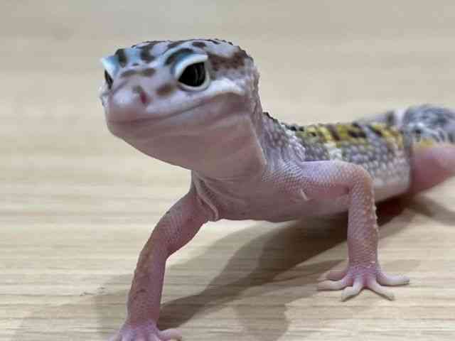 qEgJQhL