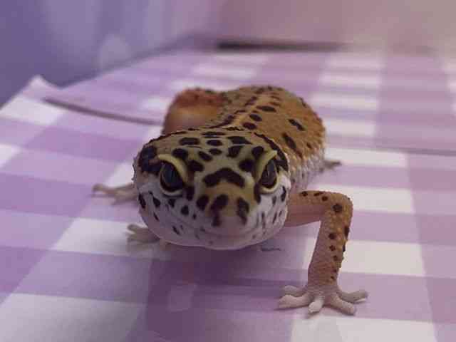 qEgJQhL