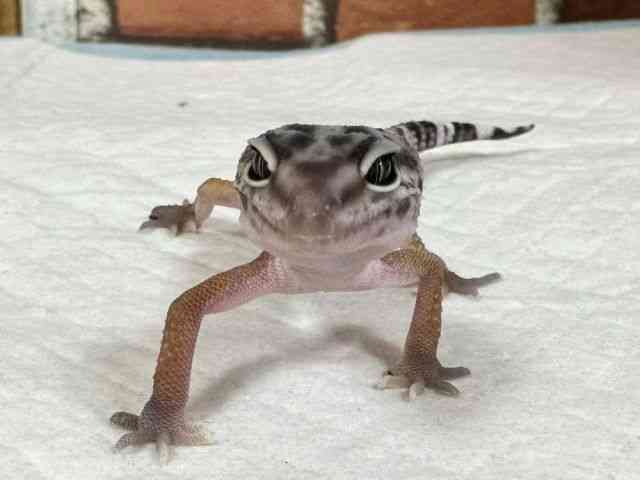 qEgJQhL