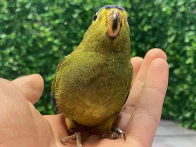 ̑iCREIEnj