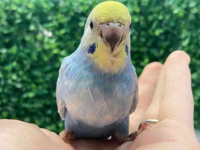 ZLZCCR
