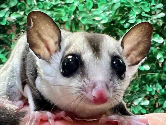 tNK